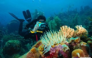 CURSO FOTOGRAFIA SUBMARINA EN LOS ROQUES -UNDERWATER PHOTOGRAPHER LOS ROQUES VENEZUELA