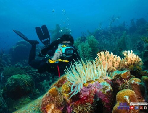 CURSO FOTOGRAFÍA SUBMARINA EN LOS ROQUES BASICO