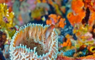 CORALREEF LOS ROQUES VENEZUELA