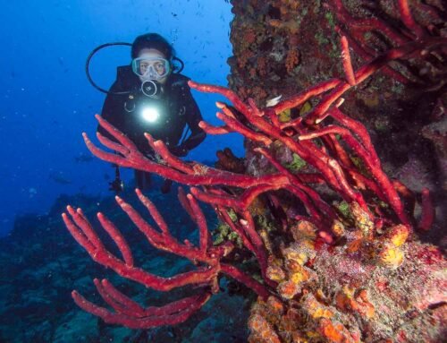 CURSO FOTOGRAFÍA SUBMARINA EN LOS ROQUES AVANZADO