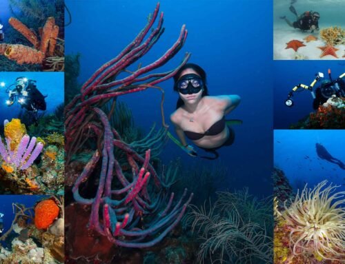 FOTOGRAFIA SUBMARINA EN LOS ROQUES